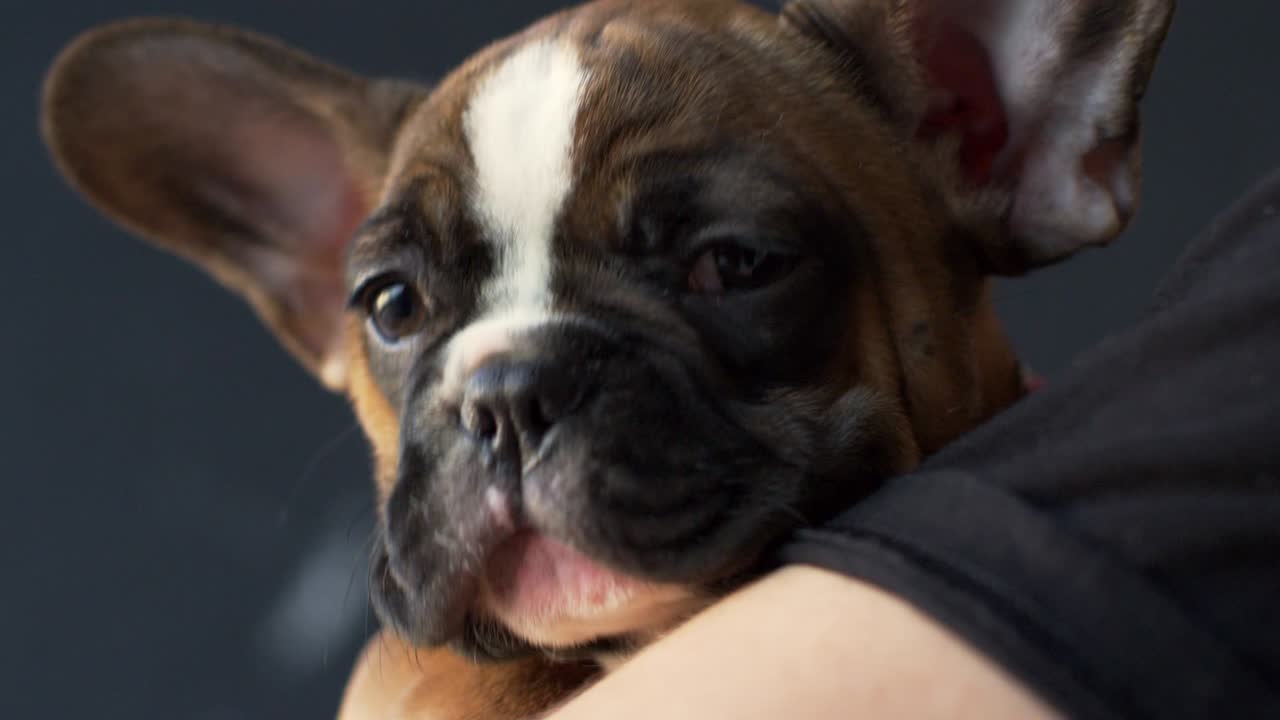 프랑스 불도그 강아지 손에 들고, 클로즈업, r3d에서 촬영