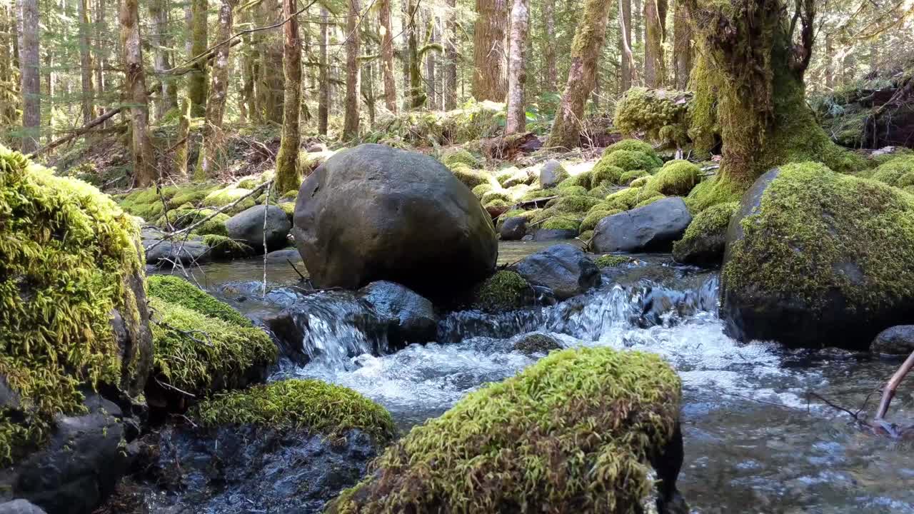 agua que fluye sobre rocas cubiertas de musgo en el bosque del bosque nacional olímpico