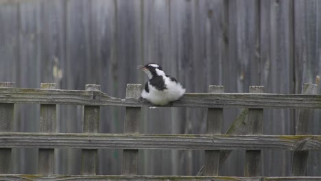 Magpie-lark-Mudlark-Flying-Off-Fence-Trellis-Australia-Maffra-Gippsland-Victoria-Slow-Motion