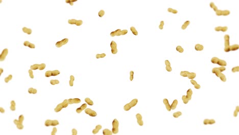 flying many peanuts on white background. raw peanuts. groundnuts in shells. healthy organic food. 3d loop animation of seed rotating.