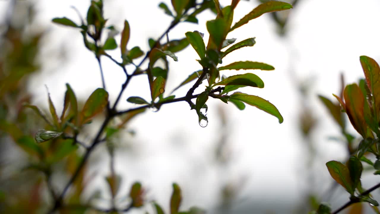 Slow motion of a raindrop dripping from a pomegranate plant after rainfall. Azerbaijan