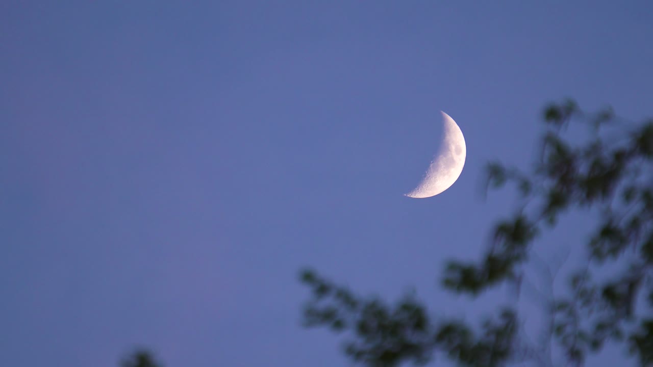Static shot of waxing crescent moon and tree branch move in light breeze