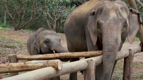 indian elephant mother and child standing behind wooden poles