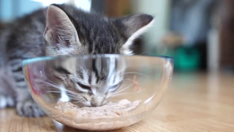 close up slow motion of kitten eating tuna fish from a glass bowl