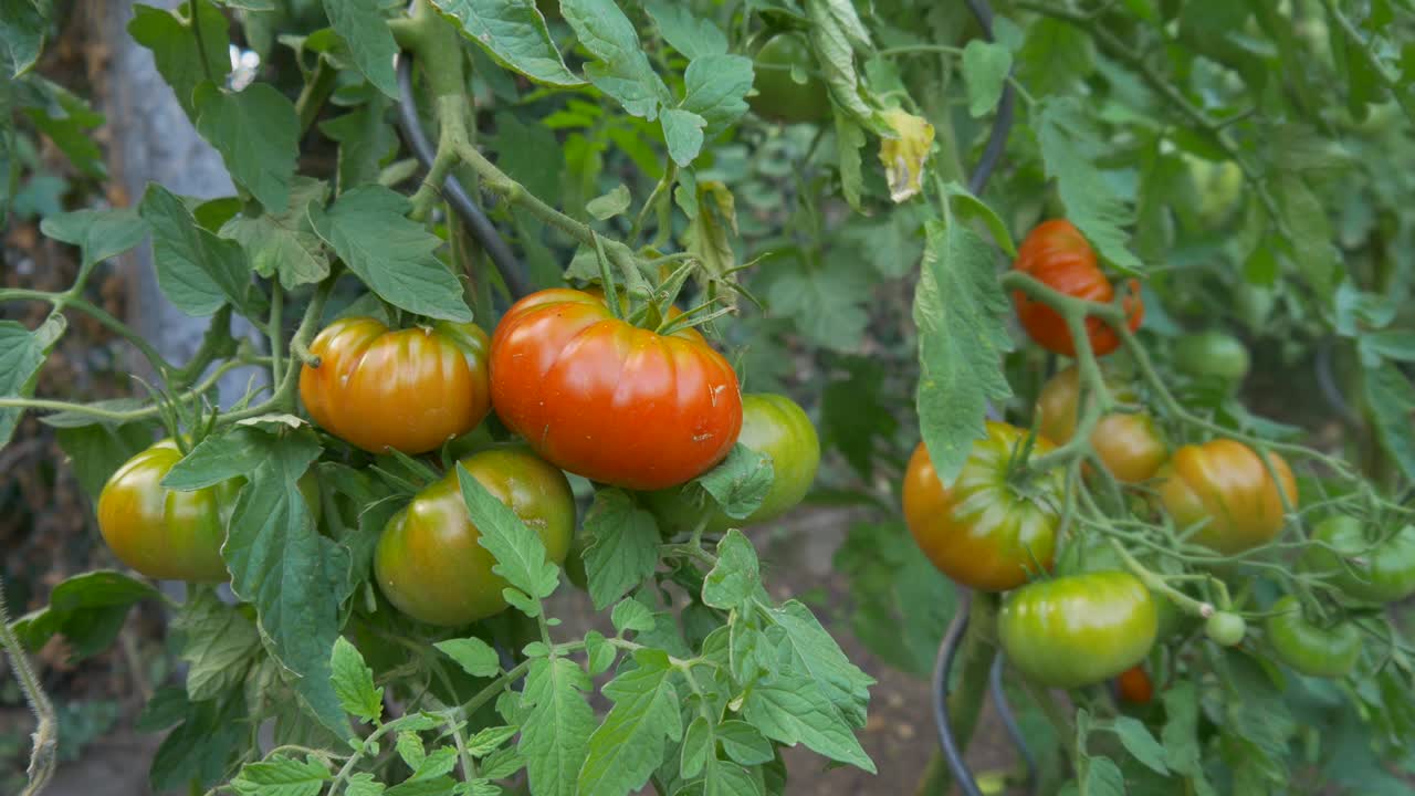 미성숙 토마토가 침대에서 자라고 있다