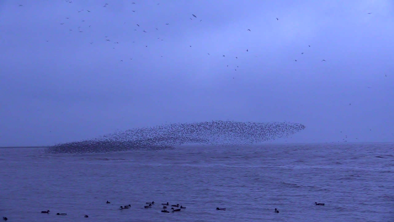 snettisham, norfolk, england에서 바다 위를 날아 다니는 물개처럼 보이는 매듭 중얼 거림