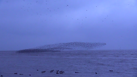 Knot-Murmuration-Looking-Like-A-Seal-Flying-Over-The-Ocean-In-Snettisham,-Norfolk,-England