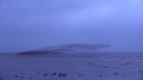 Knot-Murmuration-Sieht-Aus-Wie-Ein-Siegel,-Das-über-Den-Ozean-In-Snettisham,-Norfolk,-England-Fliegt