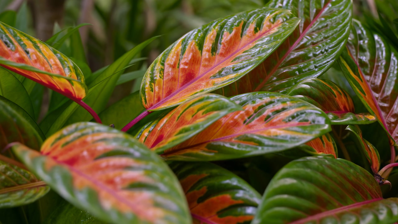 Vibrant Tropical Prayer Plant Leaves Glistening With Raindrops In Shaded Greenhouse Closeup, Glossy Green