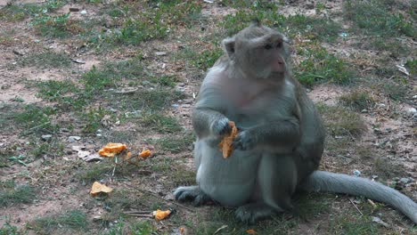 Affe-Frisst-Von-Touristen-Hinterlassenes-Essen