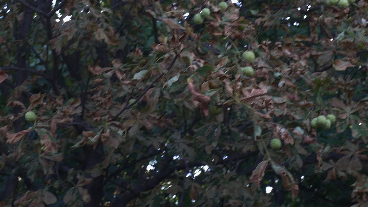 시네마틱 너트 나무