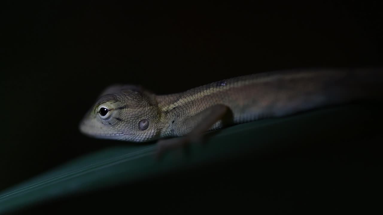 The Oriental Garden Lizard is also called the Eastern Garden Lizard, Bloodsucker and Changeable Lizard