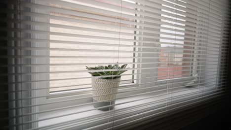 A-small-plant-on-a-window-shelf-bathing-in-sunlight