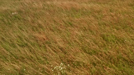 flying over a field of grass and wheat