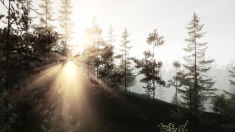 amanecer en un bosque brumoso
