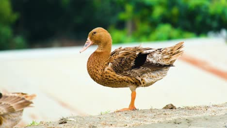 Pato-Doméstico-Marrón-Parado-Junto-A-La-Orilla-Del-Agua,-Patos-Nativos-Desi,-Que-Se-Encuentran-Principalmente-En-Bangladesh-Y-La-India.