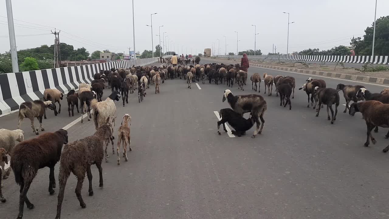 인도의 길에서 염소에 대해 들었고 인도의 시골 길에서 염소 떼