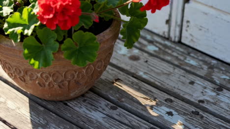 red geraniums in a terracotta pot on wooden deck
