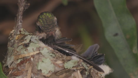 Hummingbird-chick-on-its-nest-cleaning-its-own-feathers-and-practicing-flight-moving-its-wings