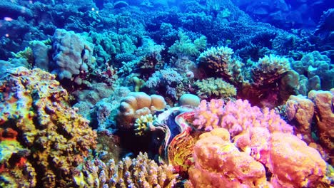 colorful and magnificent hard and soft corals