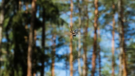 Riesige-Und-Gruselige-Spinne,-Die-Im-Tiefen-Wald-Am-Spinnennetz-Arbeitet