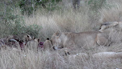 close view of lioness and cubs feeding on bloody carcass in tall grass