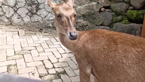 El-Ciervo-En-El-Zoológico-De-Semarang,-Indonesia.