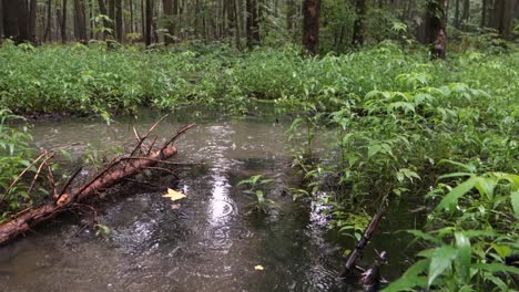 Rain-in-a-forest-with-a-small-puddle-and-drops-falling-into-it-with-panning-effect