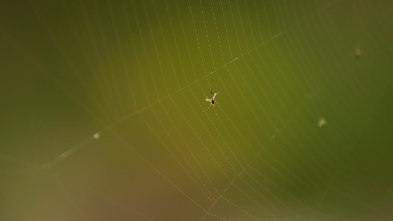 녹색 배경에 죽은 곤충이 있는 거미줄, 바람에 거미줄