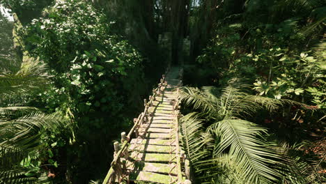 a wooden bridge leading through a dense jungle