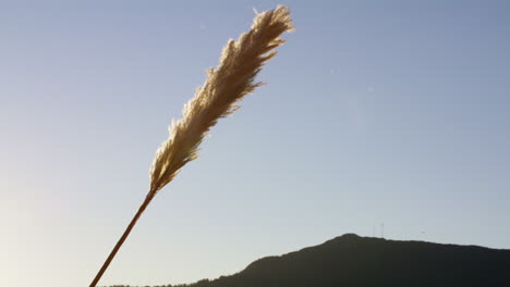 static shot of pampas gras being twirled in the air with particles falling from the sky