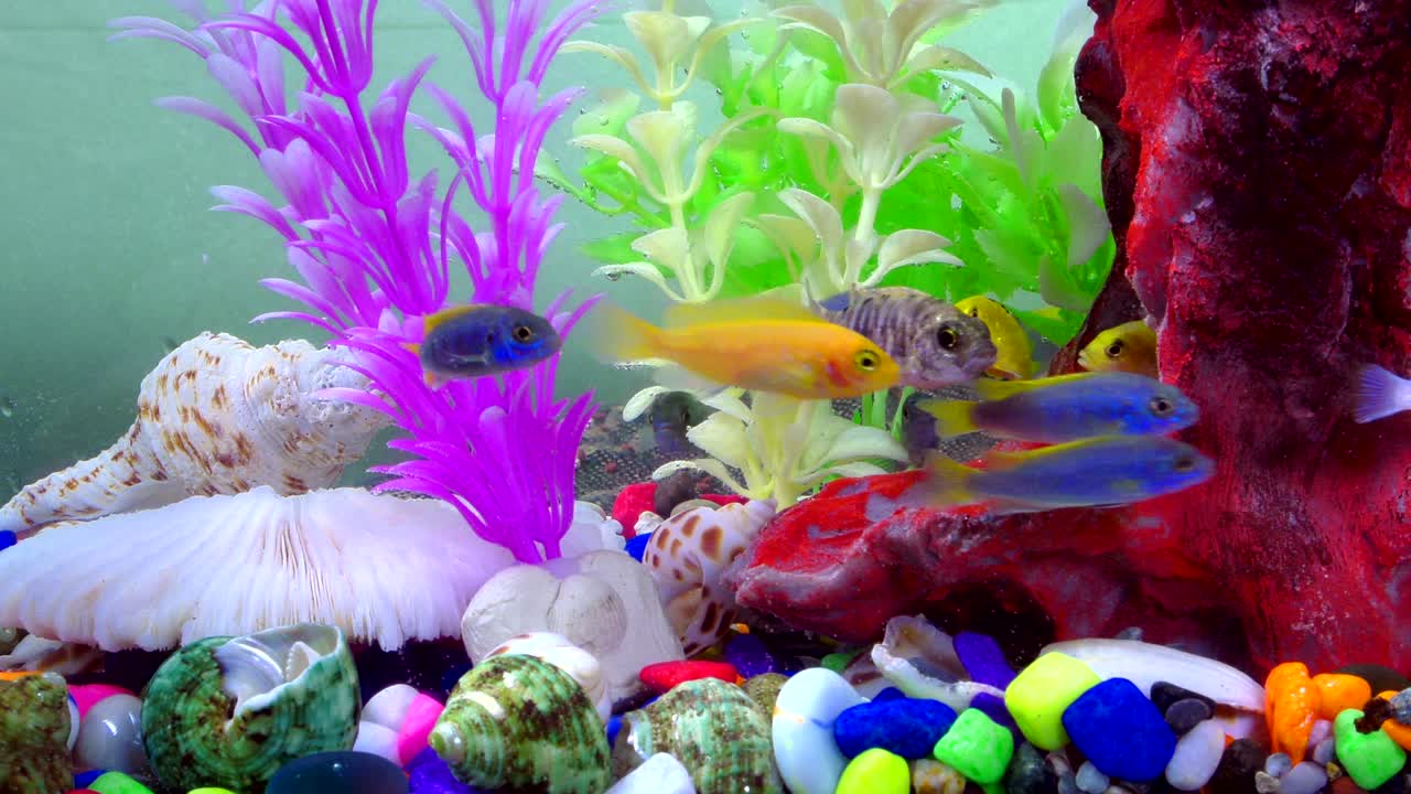 peces bajo el agua en un acuario colorido