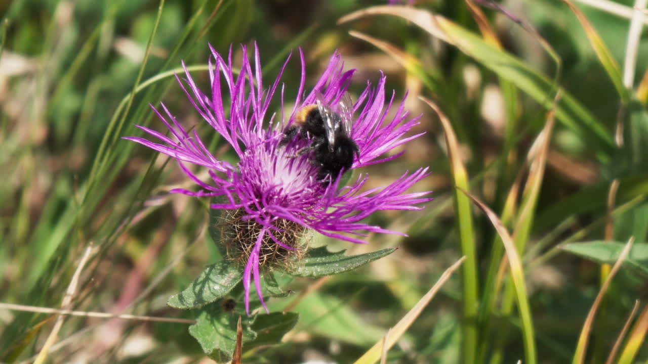 primer plano de una abeja posada en una flor recién florecida