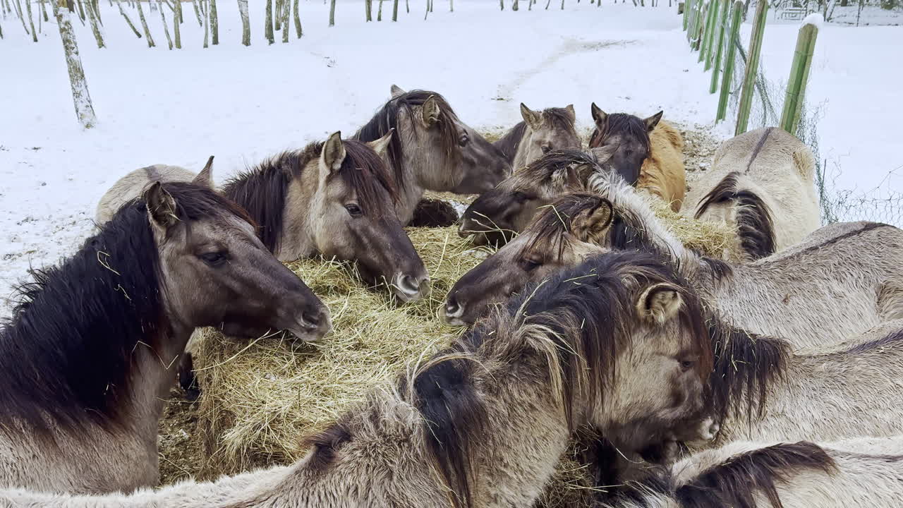 Eine Gruppe Pferde, die im Winter auf einem verschneiten Feld in ländlicher Gegend Heu frisst.