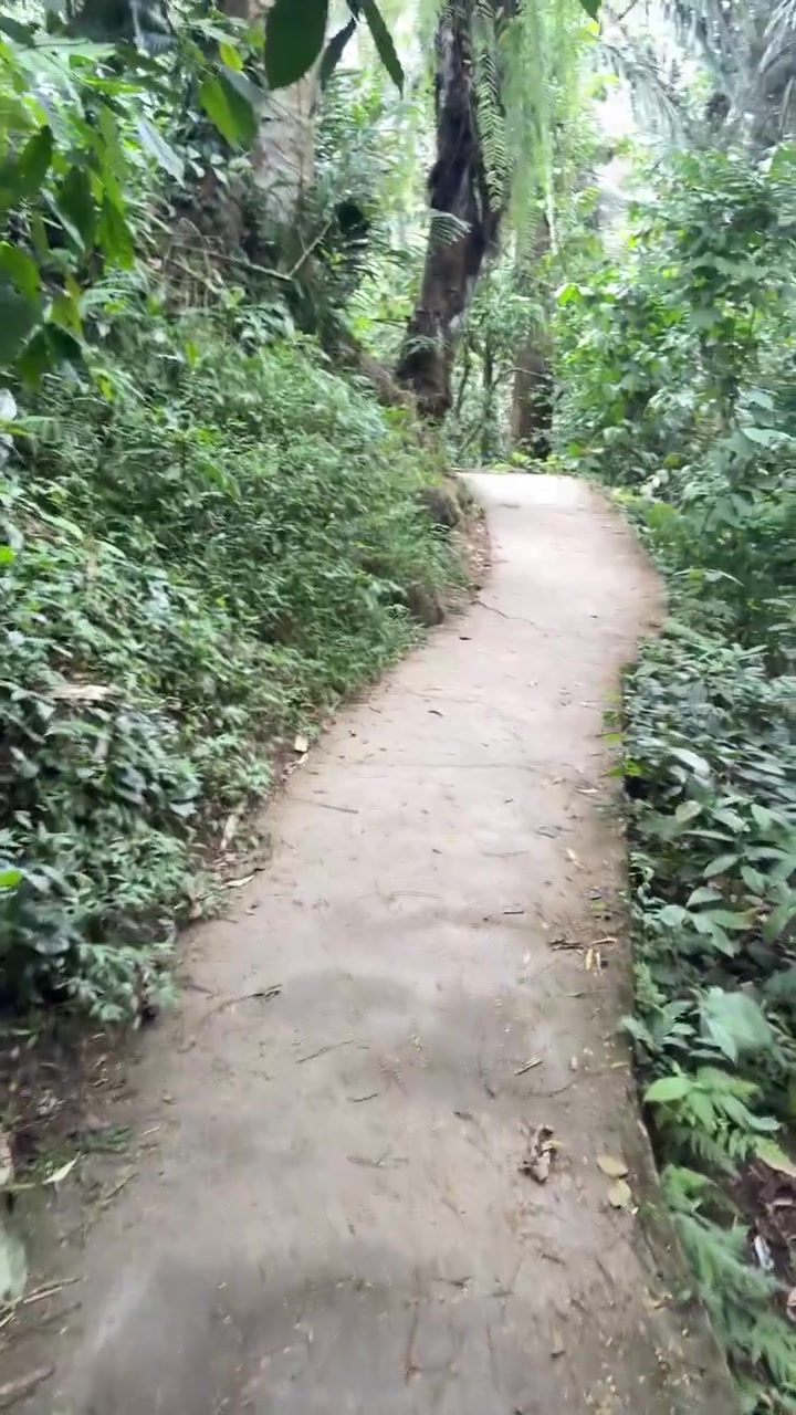 Walking Along a Concrete Path Through a Lush Tropical Forest