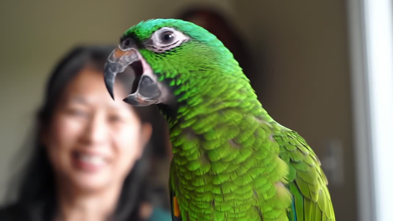 Stunning Close-Up of a Vibrant Green Parrot with a Person in the Background, Showcasing Its Brilliant Feathers and Expressive Eyes in a Bright Environment