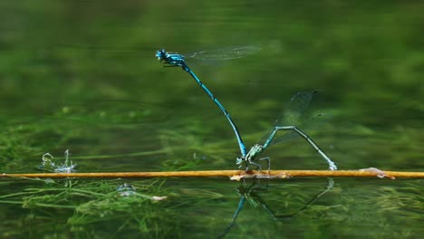 a pair of azure damselfly, coenagrion puella