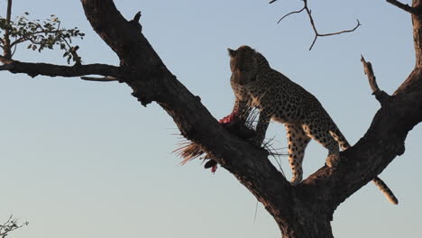 rare footage of a female leopard eating a porcupine in a tree feeding under the early morning sunlight