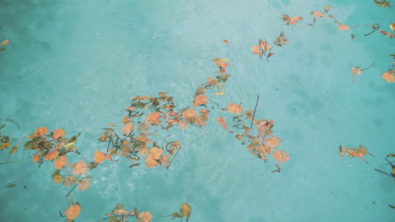 Primo piano di bolle d'acqua e foglie galleggianti sulla superficie calma dell'acqua all'aperto