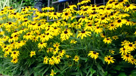 Back-Eyed-Susan-Flowers-An-Einem-Nachmittag-Mit-Umgebungslicht,-Keine-Person