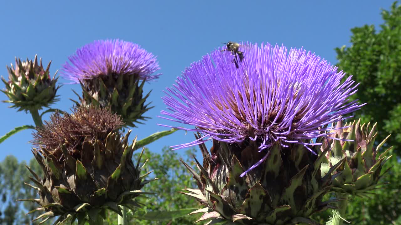 꿀벌이 아티초크 꽃 주위를 날아서 다시 착지하고 다음 꽃으로 날아갑니다.