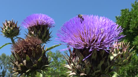 una abeja en una flor de alcachofa, volando a su alrededor, aterrizando de nuevo y luego volando hacia la siguiente