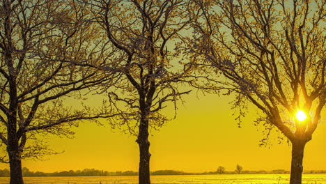 view through leafless trees of golden sun rising in the sky in the morning