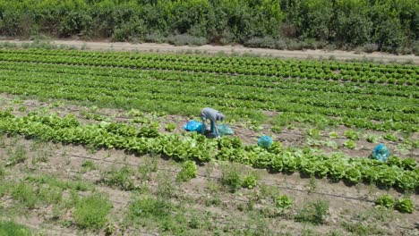 Cabbage-Fields-at-Sdot-Negev,-Israel