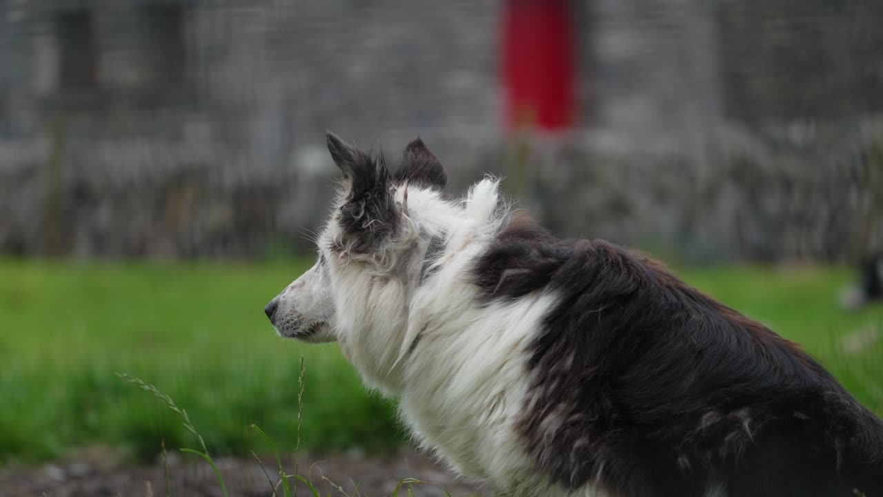 A beautiful medium profile shot of a Border Collie standing alert in an Irish pasture. With a shallow depth of field, the focus is entirely on the intelligent working dog