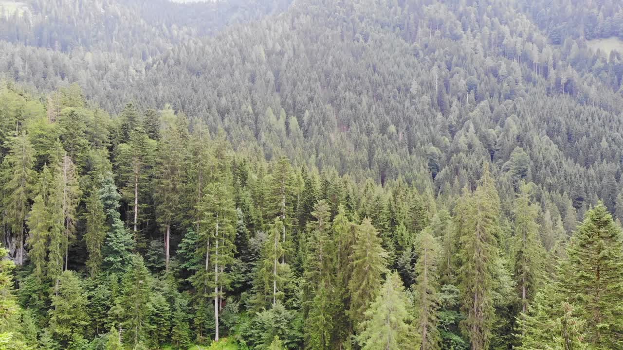 Scenic landscape of pine tree forest in Alps mountains, aerial view