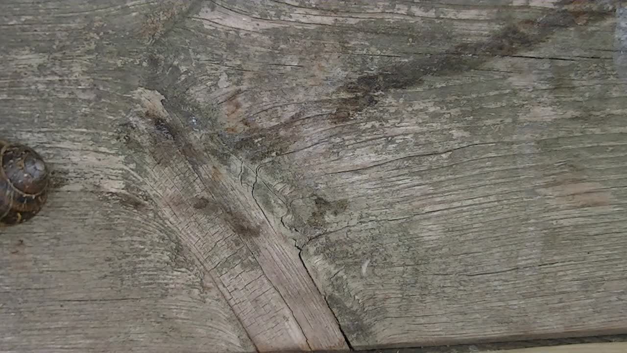 빠른 도로 경주 달팽이