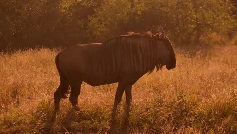 wild blue wildebeest feeding eating grass in the planes of savannah in the african nature park