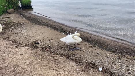 Schwan,-Der-Seine-Federn-Am-Ufer-Von-Loch-Lomond-Reinigt