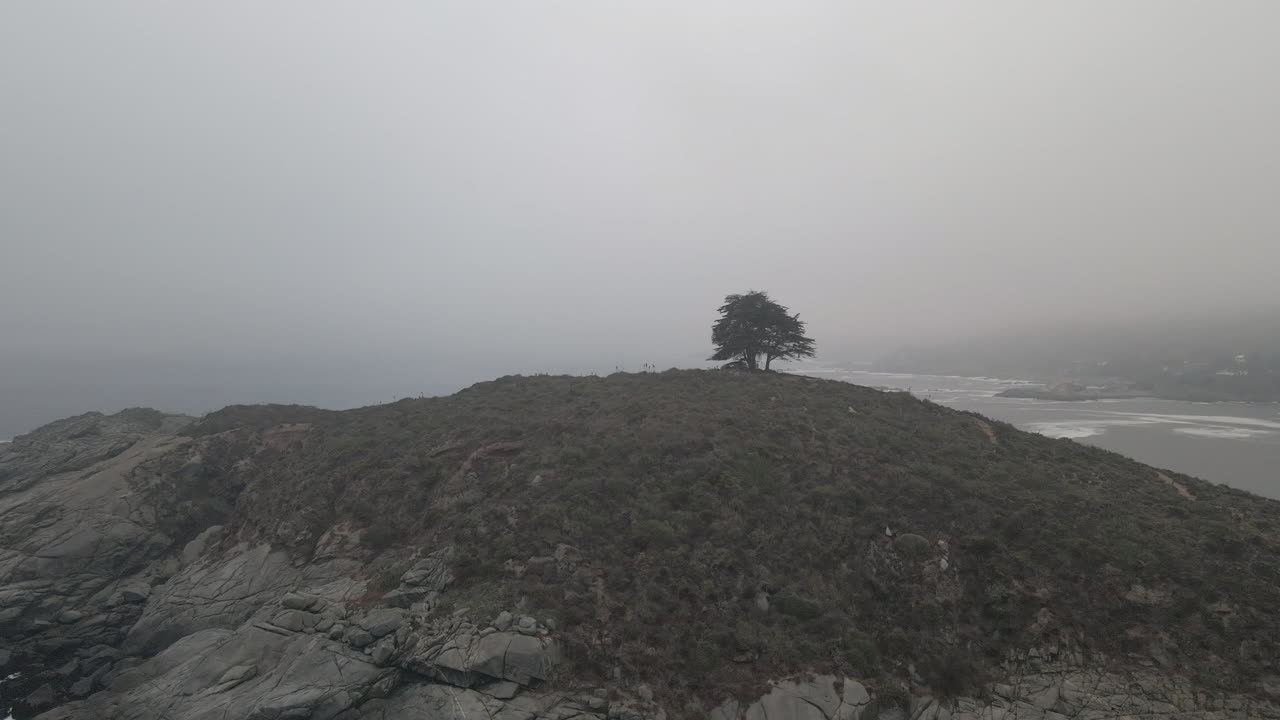 Lone Tree on Misty Coastal Cliff